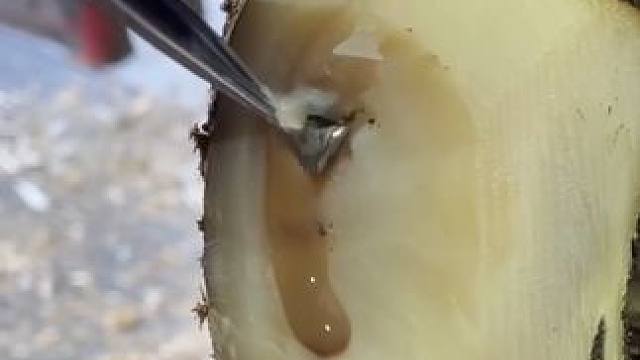 这么近距离的牛汁蹄子可不能错过了#解压#修牛蹄