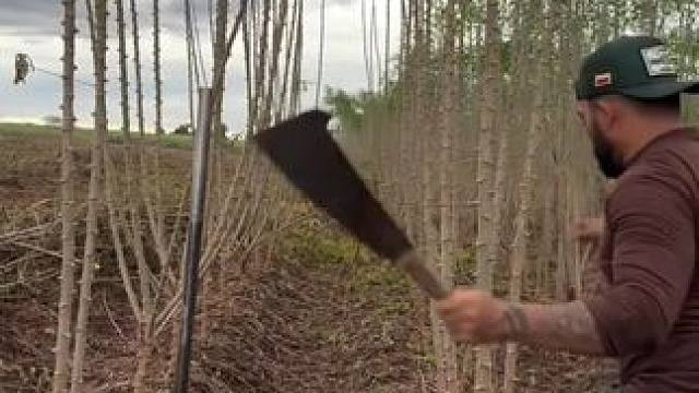 巴西黑土地木薯种植！ #山货 #源头好货 #木薯 #木薯种植 #三农