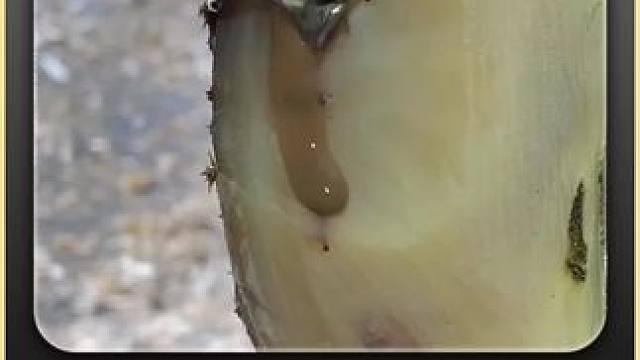 糟糕，牛汁就这样被白白浪费掉 #解压 #修牛蹄 #助眠 #强迫症 #极度舒适