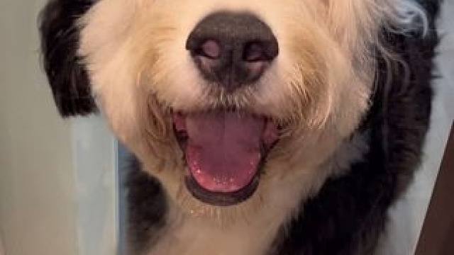 小时候想养鹅小狗实现了嘛～这应该就是小时候梦寐以求的场景了吧！！！#可爱到爆炸 #萌宠出道计划 #这