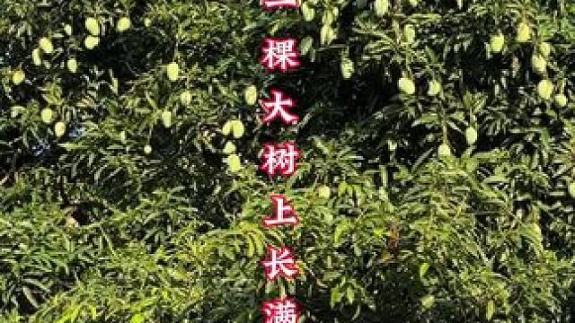 我去树上那么多蓝色的球球是什么？ #探险中国毛毛 #原创视频 #城市一角 #生活随拍记录美好瞬间 #