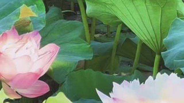 西湖塘 开了 #荷花 #富顺 #富顺西湖