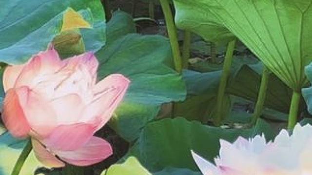 #荷花 #夏日荷花 #这个夏天总要来拍一次荷花吧 #荷塘美景