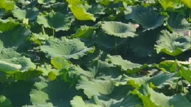 幸福不会说话， 却在平淡中生根发芽！#荷塘美景 #夏天的味道 #实拍原视频 #纪录美好生活 #我为家