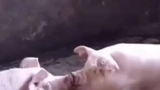 以后就可以说，你聪明的像猪一样#猪 #抽象 #内容过于真实 #万万没想到 #娱乐评论大赏