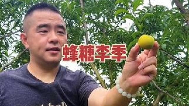 #蜂糖李 #六马蜂糖李 #李子熟了 ，连续下雨十多天后天终于晴了，园子里还有这么多好果子也是不易