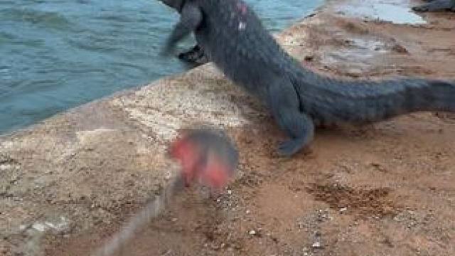 它转身就走了像下定了某种决心 #非专业人士请勿模仿