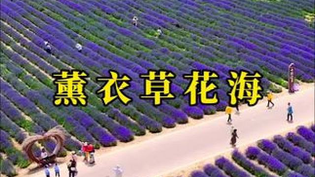 去法国的票我退了 因为这里比法国的普罗旺斯更美 #伊犁 #中国的普罗旺斯 #薰衣草 #花海 #在这遇