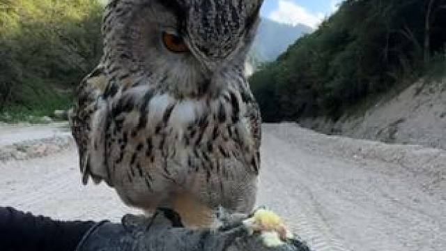 训练宠物雕鸮 #国外视频分享 #奇妙的动物 #宠物