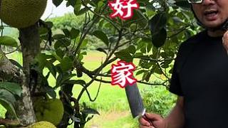到處都是新鮮果子多的泛濫 #新鮮采摘 #原創(chuàng)視頻 #菠蘿蜜菠蘿蜜 #優(yōu)質(zhì)農(nóng)產(chǎn)品 #創(chuàng)作人計劃
