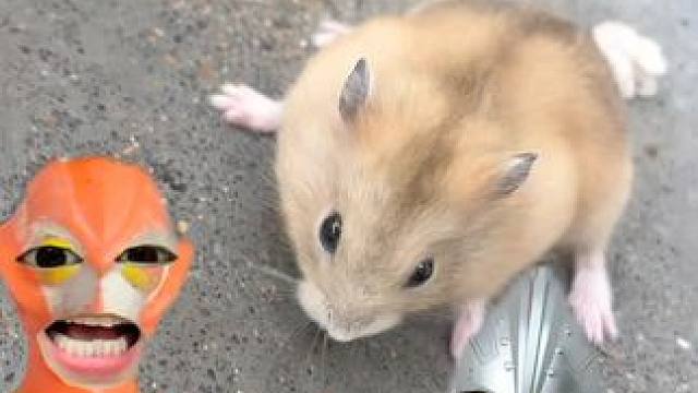 格丽乔奥特曼的小仓鼠找不到了#奥特曼 #奥特曼玩具 #儿童玩具