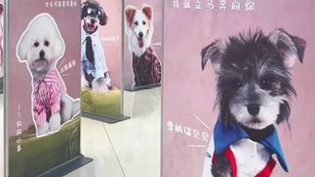 郑州的宠物经济还是蛮超前的 
郑州的商场
在室外广场有专门的宠物乐园！狗狗yes！小朋友❌
还专门邀