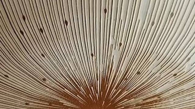 经常做饭的人要记住炖汤的黄金搭档，炖排骨，放胡萝卜玉米，炖鸡，放香菇板栗，炖猪肚，放山药，炖猪脚，放