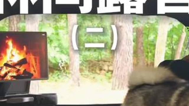 林间露营（二）带着狗子去露营~#露营 #助眠 #解压 #萌宠 #户外露营