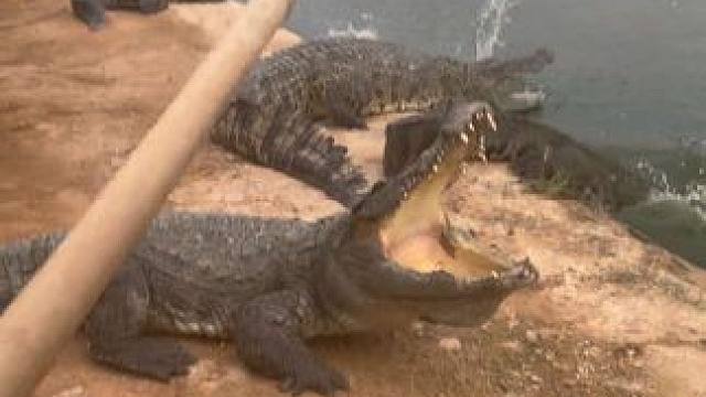 #非专业人士请勿模仿 #锻炼 鳄鱼为什么会怕铁锹