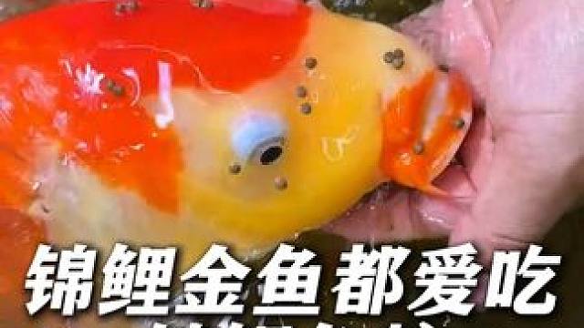 这个锦鲤鱼粮现在买一送一，能喂好久，非常划算！ #锦鲤 #锦鲤鱼粮 #鱼粮 #喂鱼 #养鱼日记