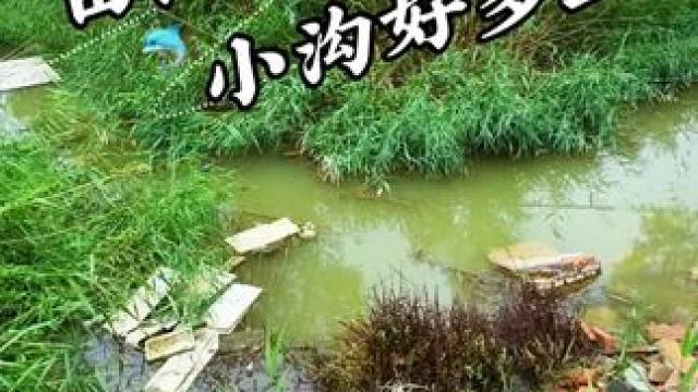 田间小沟好多鱼 #钓鱼#野钓#户外钓鱼#野河野钓#老坛甜薯
