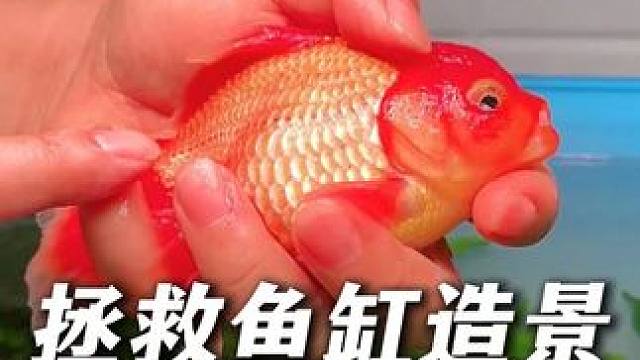 这个全光谱水草增色灯，真的能拯救你的鱼缸造景。 #鱼缸灯 #鱼缸灯光 #鱼缸造景 #水族用品 #养鱼