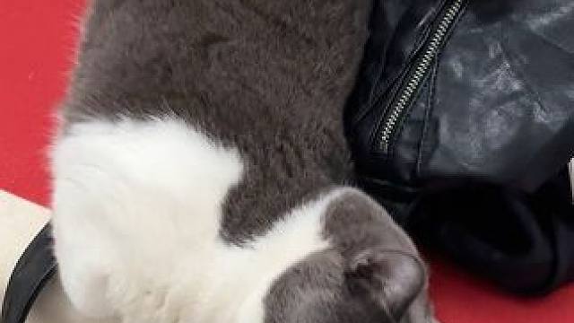 你们家猫也这样吗？