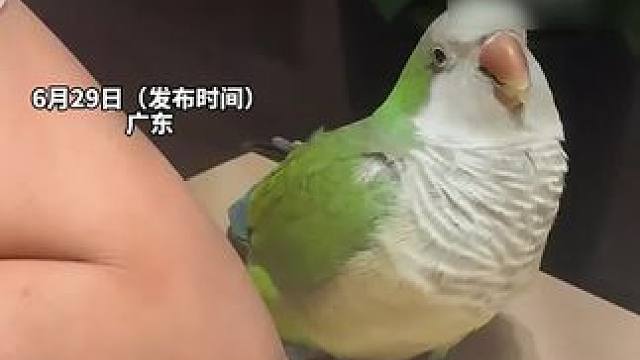 你见过会“贴贴”的鹦鹉吗？网友：小鸟依人具象化了