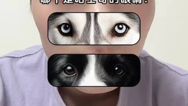 #看眼睛猜狗