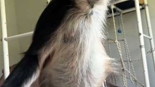 寵物蜘蛛猴和狗子一起玩耍 #國(guó)外視頻分享 #奇妙的動(dòng)物 #寵物