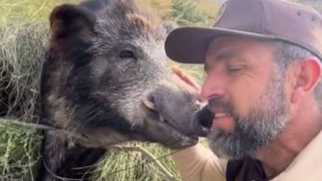 大野猪好朋友 #国外视频分享 #奇妙的动物 #野生动物零距离