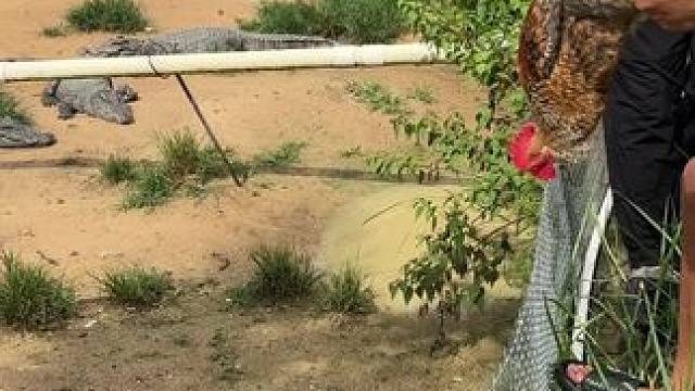 功夫鸡……#鳄鱼