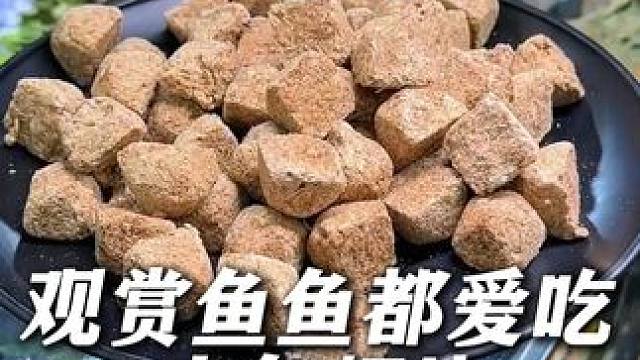 无论是大型中型还是小型观赏鱼，这个冻干丰年虾块它们都爱吃！ #丰年虾块 #喂鱼 #鱼粮 #养鱼日记 