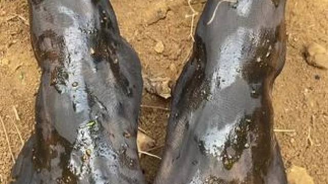 非洲生活 #创作者扶持计划 #原创视频 #外国人真会玩 #日常生活 #脑洞大开