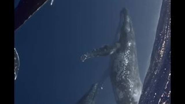 #海底世界 #海蓝时见鲸