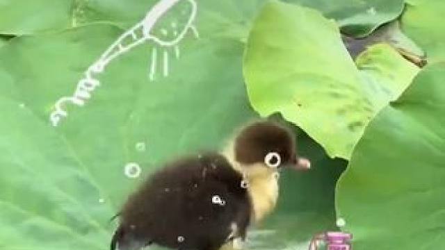 鸭鸭洗澡现场超可爱，看完有没有跟着凉快点了？