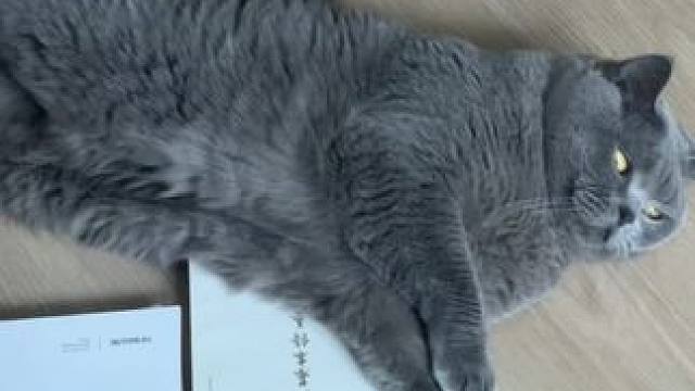 我真的是只爱学习的咪 你别不信#毛孩子 #萌宠出道计划 #我的猫咪 #我和我的猫 #猫咪日记