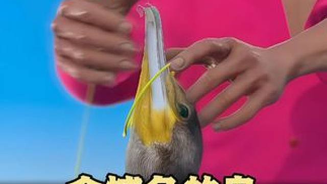 会捕鱼的鸟你见过吗？那么它又叫什么呢？#科普一下 #涨知识