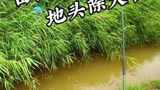 今天也算为民除害了 #钓鱼#野钓#户外野钓#野河野钓#老坛甜薯