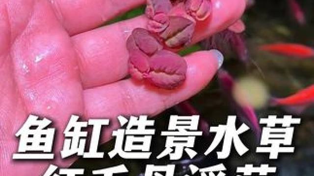 这个红毛丹浮萍水草，是我近期比较推荐的一款水草，特别漂亮！ #浮萍水草 #水草 #水草造景 #鱼缸水