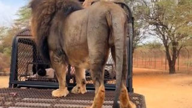 游客在笼子里面看狮子 #国外视频分享 #野生动物零距离 #狮子