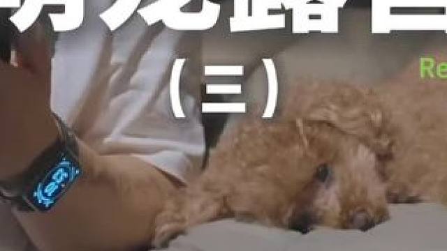 萌宠露营（三）#露营 #助眠 #解压 #萌宠 #户外露营