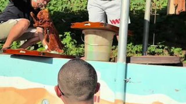 今天带几个助理随机“视察”某烤全羊店