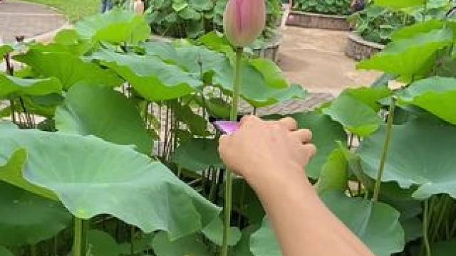 看到荷花试试这样拍，简单一招教你拍出视觉唯美感小短片。#手机摄影 #拍摄技巧 #荷花 #视觉冲击 #