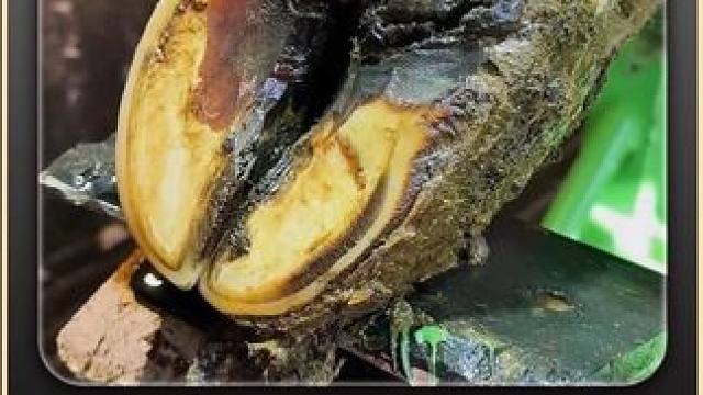 肿了肿了，牛蹄肿了，开局就用大水冲，这可让正在蹲坑的你倍感舒 #瓜子二手车 #解压 #助眠 #修牛蹄