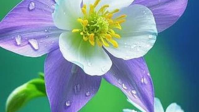 #一花一草一世界