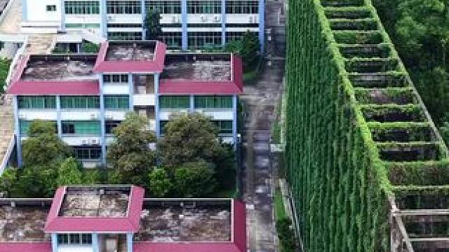 高30米方格围墙，一片绿色盎然，为何要这样建设呢？#旅行推荐官 #美不美你说了算 #绿色 #广州
