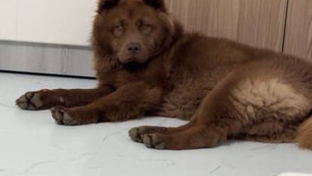 像傻小子似的，没睡醒这长得像老头好丑…#小狗 #毛孩子日常