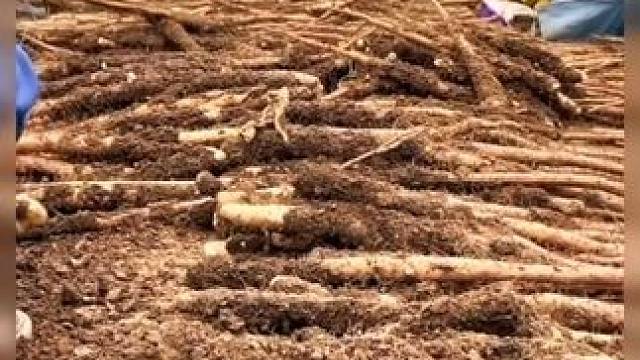 铁棍山药软糯香甜营养高产地直发5斤装原产地垆土山药50-70 原产地现挖现发，很新鲜品质很好的铁棍山