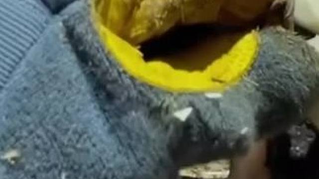 刮开分层的角质下面居然藏着一个大洞#解压#修牛蹄