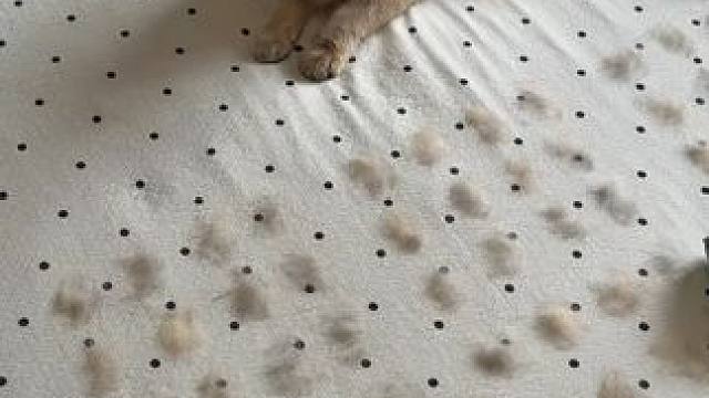 最后一个简直就是除毛神器~ #玩个很新的东西