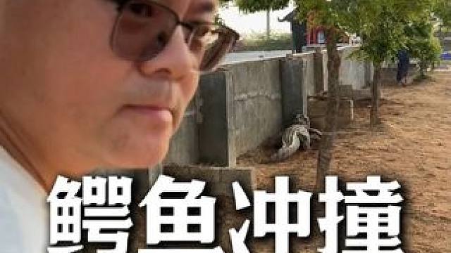 鳄鱼池里能那么淡定的也只有鳄鱼哥了 #鳄珍 #鳄鱼皮具 #鳄鱼养殖场