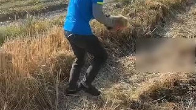 又萌又凶！男子割麦时捡到三只“呆萌怪鸟”，紧紧依偎，发出奇特嘶吼声。提醒广大网友：如果发现了需要救助