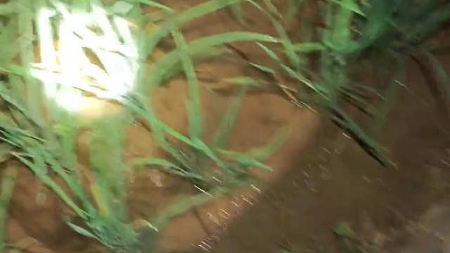 户外摸鱼捉虾夹黄鳝